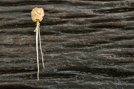 seed germination