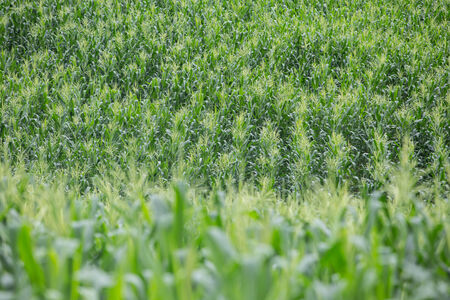 Green field of corn growing up