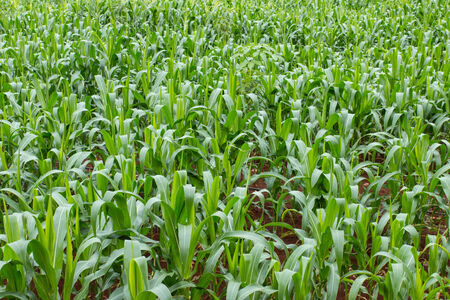 Green field of corn growing up