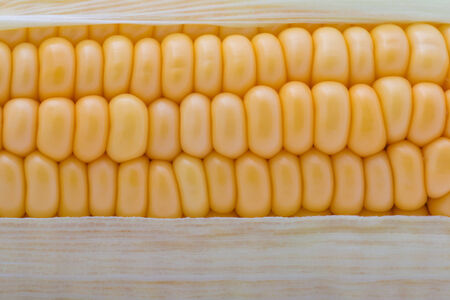 Grains of ripe corn macro imageの写真素材