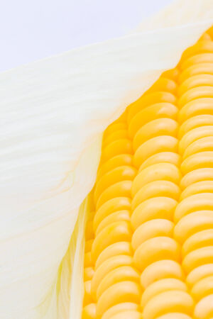 Grains of ripe corn macro imageの写真素材