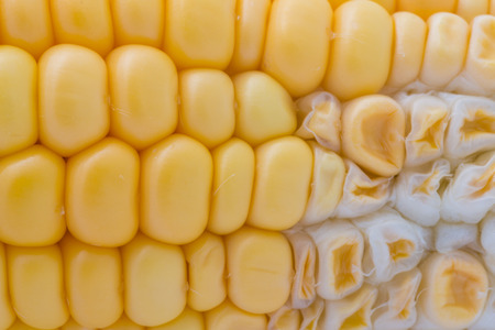 Grains of ripe corn macro imageの写真素材