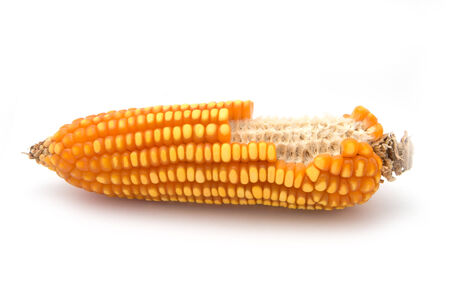 grain corn closeup on a white backgroundの写真素材