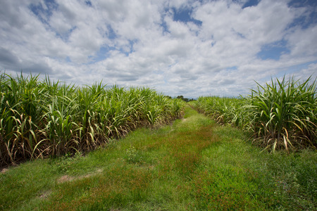 Landscape of sugar cane plantationの写真素材