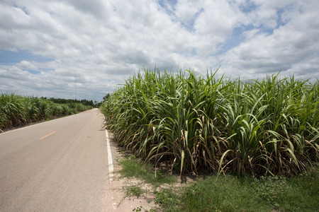 Road for the Sugar Cane Field, thailandの写真素材