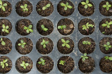 Organic   seedlings