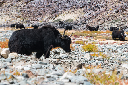 Yak at Nubra Valley Leh Ladahk Indiaの写真素材