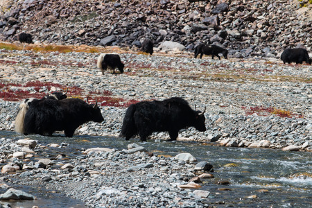 Yak at Nubra Valley Leh Ladahk Indiaの写真素材