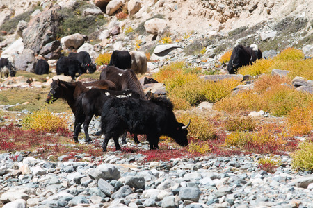 Yak at Nubra Valley Leh Ladahk Indiaの写真素材