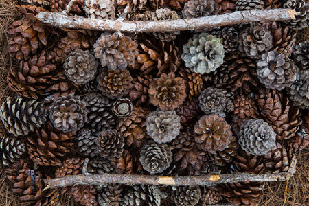 Frame of needles and pine-conesの写真素材