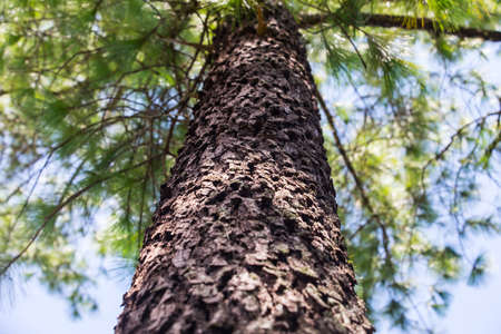 Pine trees on mountain, Thailandの写真素材