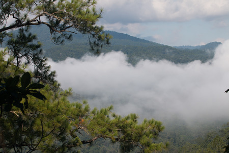 Pine forest on the mountain after raining  Chiang Mai Thailandの写真素材