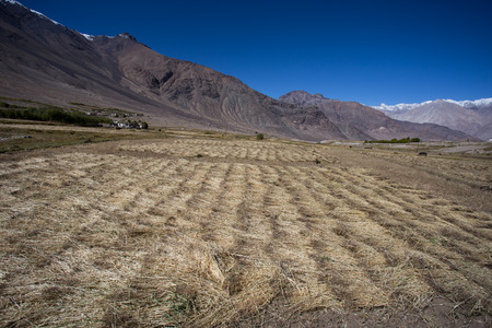 Beautiful golden cereals field, mountain snow background.の写真素材