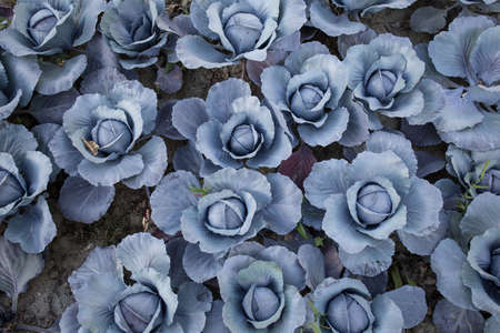 Red Cabbage Fieldの写真素材