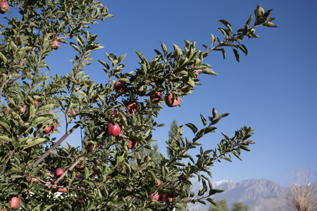 apple trees loaded with apples in an orchard in summerの写真素材