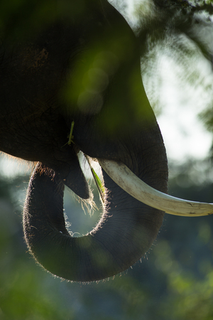 Close up view of Asian elephant's head photographed in jungle setting of Thailandの写真素材