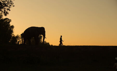 silhouette action of elephantの写真素材
