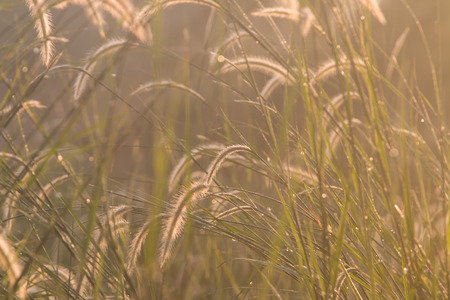 Dwarf Foxtail Grass or Pennisetum alopecuroides weed plants flowersの写真素材