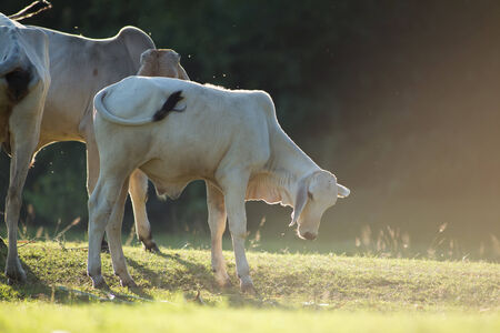 Asia cow  in country fieldの写真素材