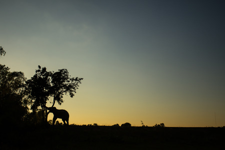 silhouette action of elephantの写真素材