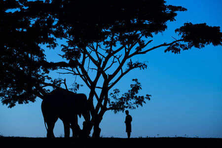 silhouette action of elephantの写真素材