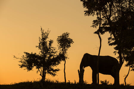 silhouette action of elephantの写真素材