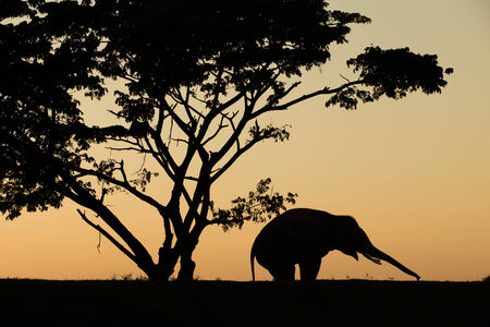 silhouette action of elephantの写真素材