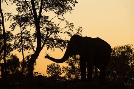 silhouette action of elephantの写真素材