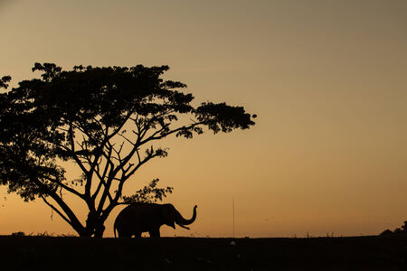 silhouette action of elephantの写真素材