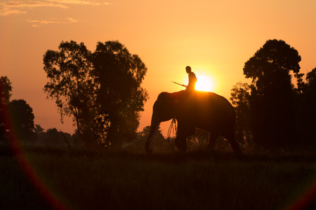 silhouette action of elephant in Surin province, thailandの写真素材