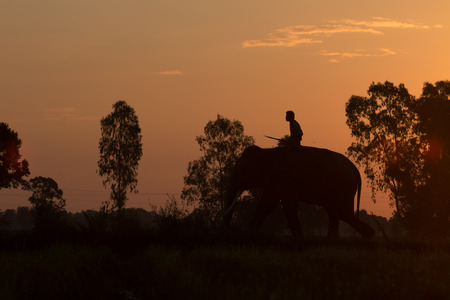 silhouette action of elephant in Surin province, thailandの写真素材