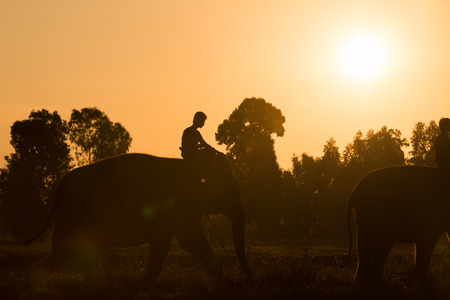 silhouette action of elephant in Surin province, thailandの写真素材