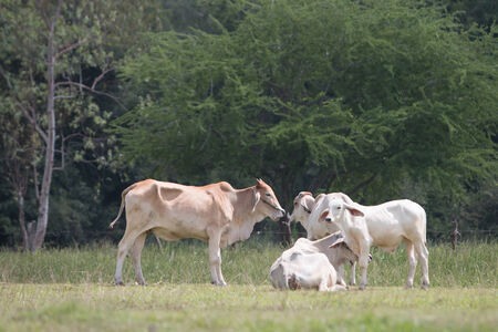 Asia cow  in country fieldの写真素材