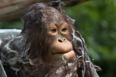 Baby Sumatran Orangutanの写真素材