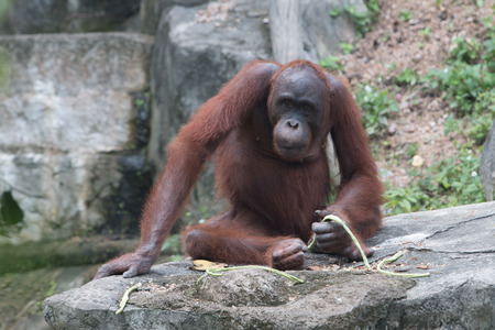 the orangutanの写真素材