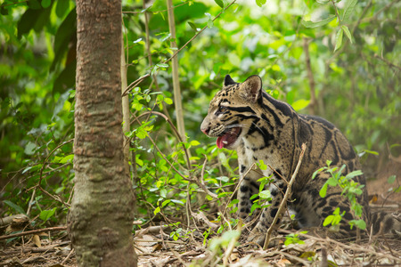 Clouded Leopard (Neofelis Nebulosa)の写真素材