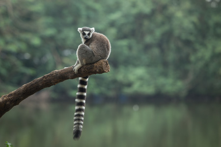 Lemur sits on the wood. Close upの写真素材