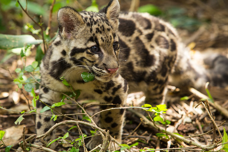 Clouded Leopard (Neofelis Nebulosa)の写真素材