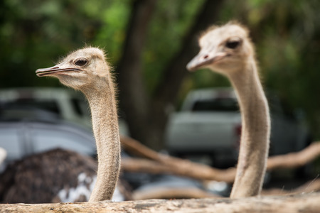 Ostrich head closeupの写真素材