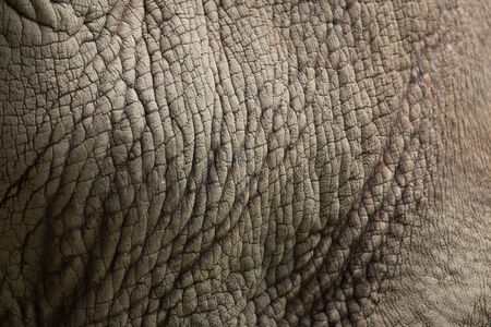 Skin Rhino. texture の写真素材