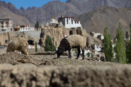 goat and Lamayuru monastery in Ladakhの写真素材