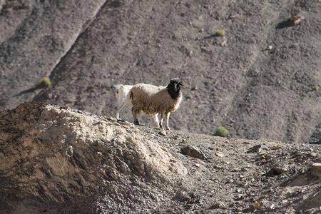 Goats on the Rock at Moon Land Lamayuru Ladakh ,Indiaの写真素材