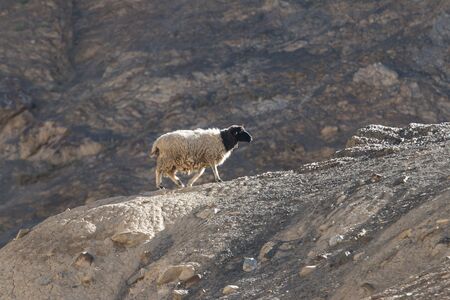 Goats on the Rock at Moon Land Lamayuru Ladakh ,Indiaの写真素材