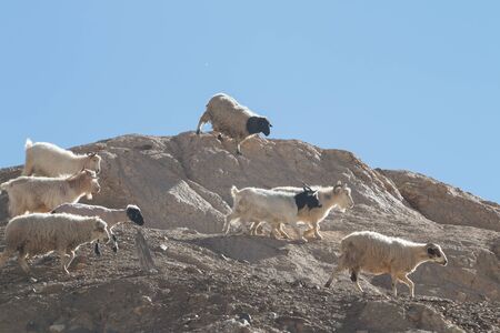 Goats on the Rock at Moon Land Lamayuru Ladakh ,Indiaの写真素材