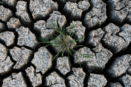 Plant in dried cracked mudの写真素材