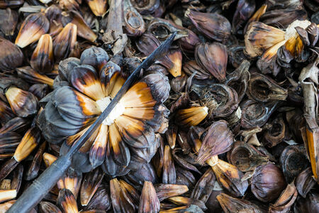 nypa palm fruit in Thailandの写真素材