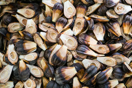 nypa palm fruit in Thailandの写真素材