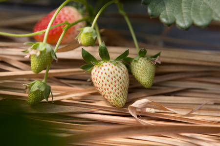 Strawberry bush growing in the framの写真素材