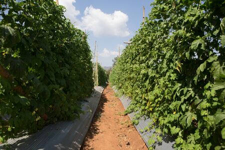 bitter melon ,Cultivation of Thailand