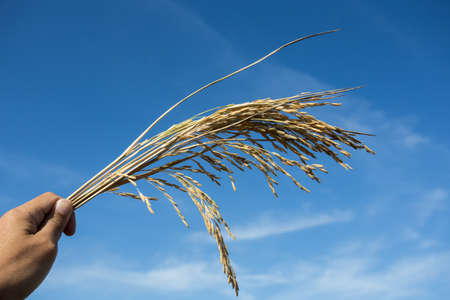 field of gold rice in handの写真素材
